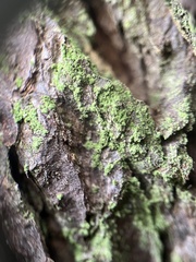 Chaenotheca chrysocephala