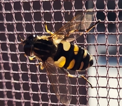 Helophilus obscurus