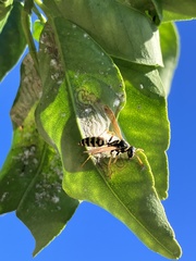 Polistes gallicus