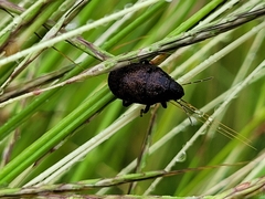 Orsilochides variabilis