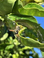 Polistes gallicus
