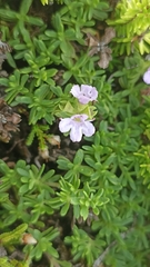 Thymus caespititius