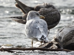 Larus californicus