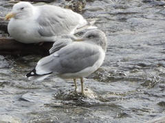 Larus californicus