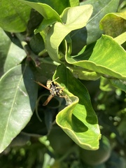 Polistes gallicus