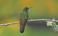 Boissonneaua flavescens