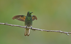 Boissonneaua flavescens