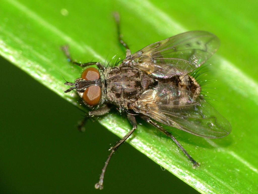 Mallochomacquartia vexata