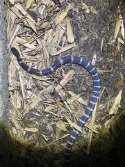 Bungarus multicinctus