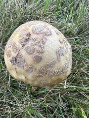 Amanita amerirubescens