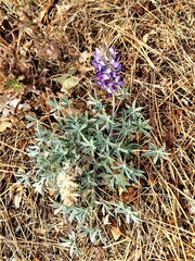 Lupinus lepidus