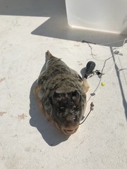 Sphoeroides maculatus