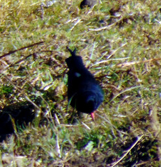 Pyrrhocorax pyrrhocorax