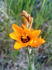 Ixia maculata