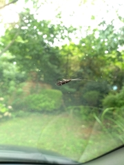 Athripsodes albifrons