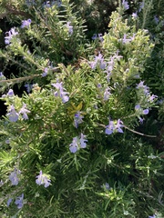 Salvia rosmarinus
