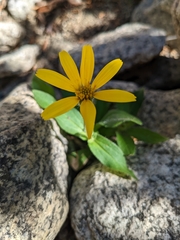 Arnica mollis