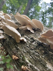 Pleurotus pulmonarius