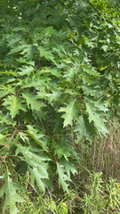 Quercus rubra