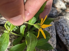 Arnica mollis