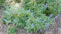 Salvia farinacea