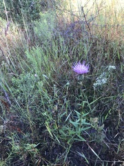 Cirsium virginianum