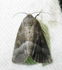 Ogdoconta moreno