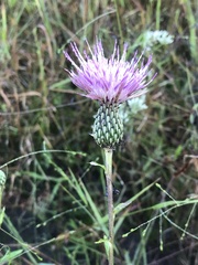 Cirsium virginianum