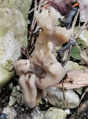 Clavulina cinerea