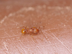 Wasmannia auropunctata