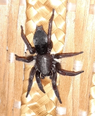 Scotophaeus blackwalli