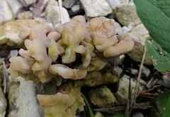 Clavulina cinerea