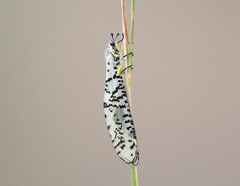 Palparini