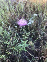 Cirsium virginianum