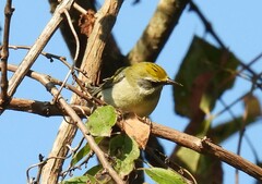 Vermivora chrysoptera