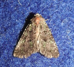 Paramiana smaragdina