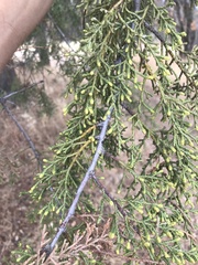 Cupressus sargentii