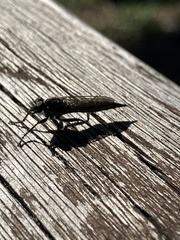 Asilinae