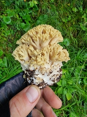 Ramaria flava