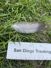 Columba livia domestica