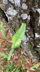 Nephrolepis cordifolia