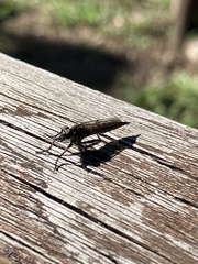 Asilinae