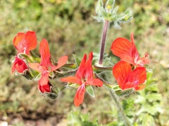 Pelargonium fulgidum