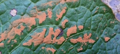 Puccinia phragmitis