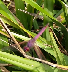 Trithemis annulata