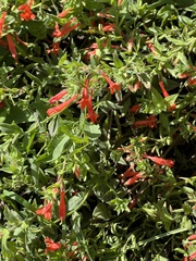 Epilobium canum