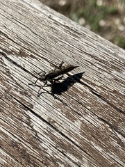 Asilinae