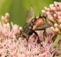 Tachinidae