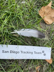 Columba livia domestica