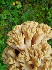 Ramaria flava
